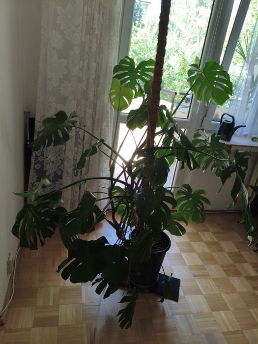 Monstera 155 cm wysokość. Palik 180