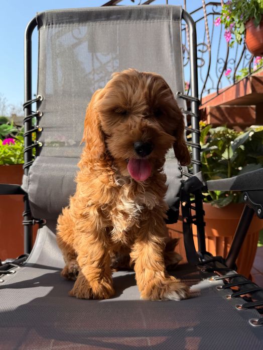Cockapoo samczyk F1
