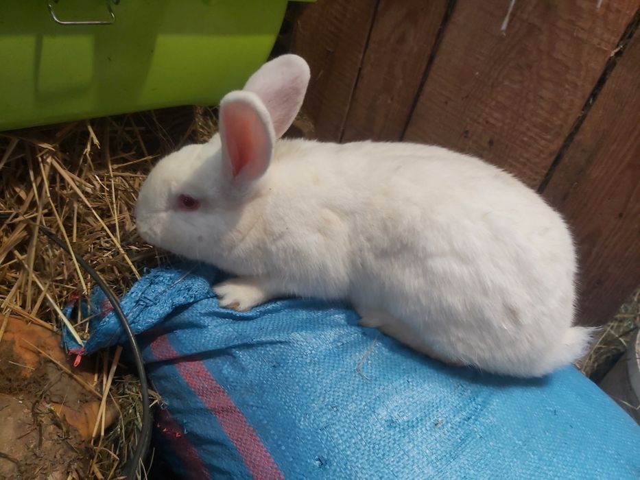 Królik nowozelandzki biały ,SAMICA, króliki nowozelandzkie białe NB