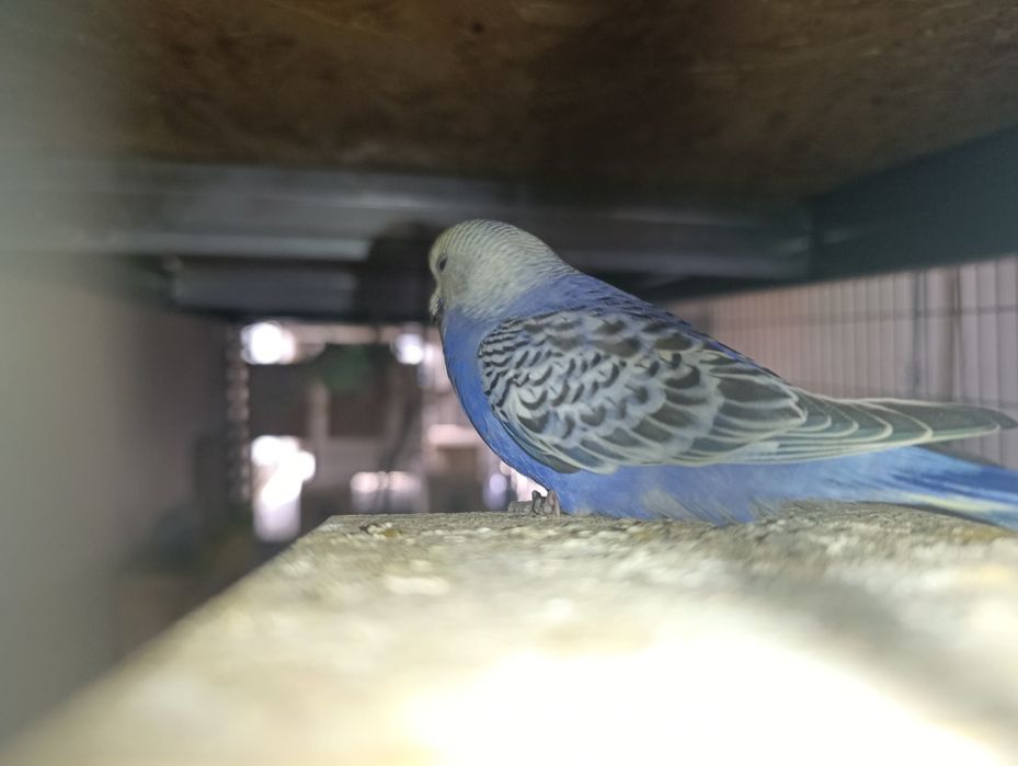 Periquitos várias cores