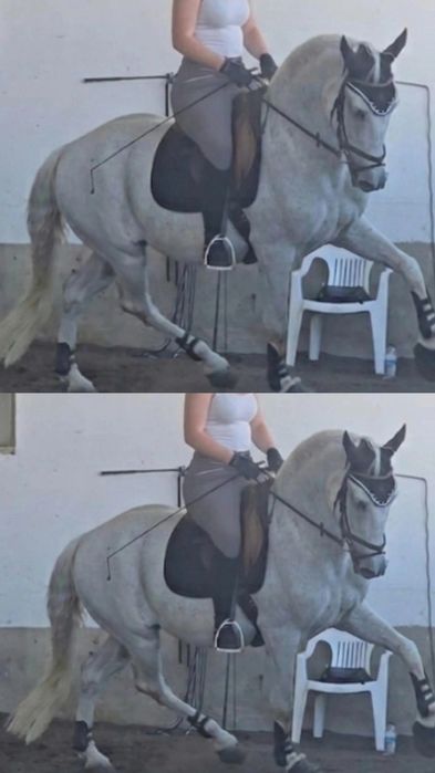 Cavalo cruzado letra D
