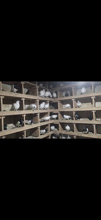 Lot około 110 sztuk