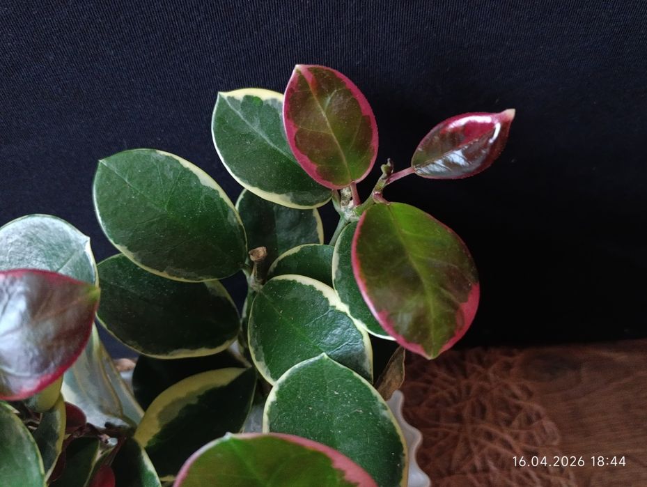 Hoya Australis Blondie