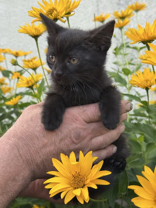 Кошеня хлопчик , у добрі руки