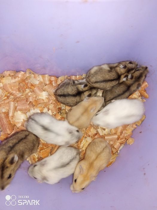 Акция! Продам карликовых хомячков, джунгариков.