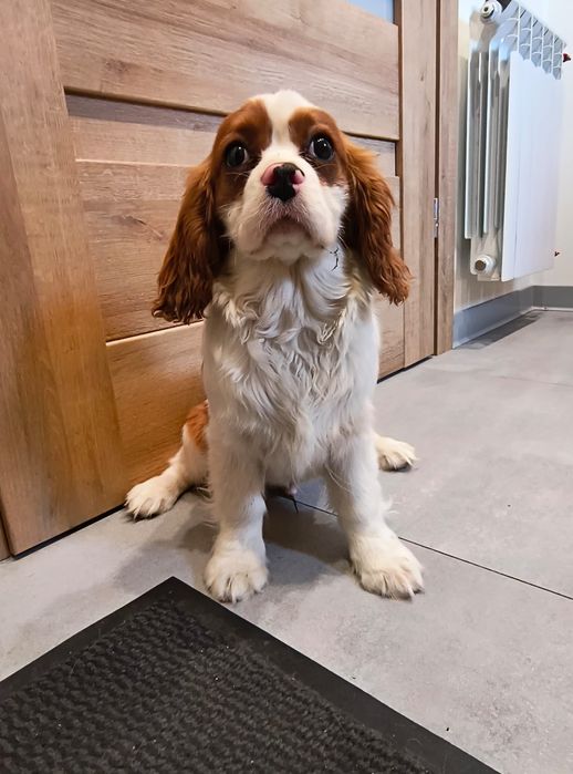 Cavalier King Charles Spaniel