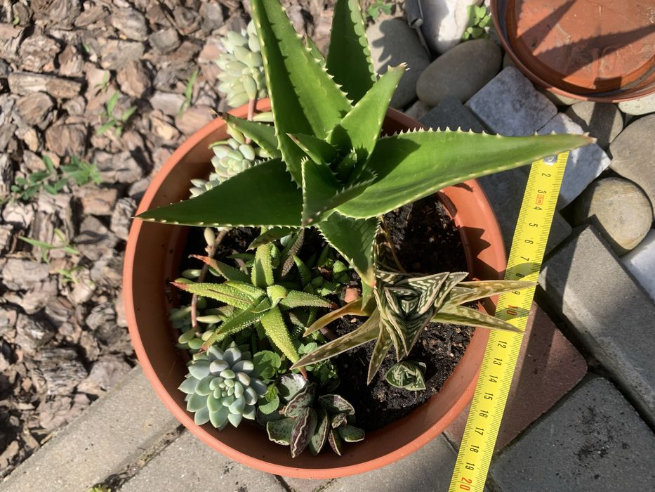 Продам кімнатні рослини