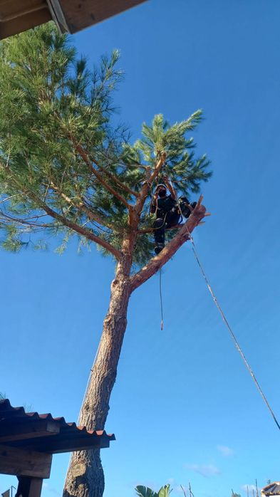 Abate de árvores/Podas e palmeiras