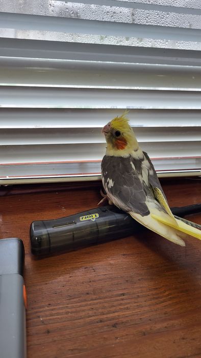 Продам,самовывоз