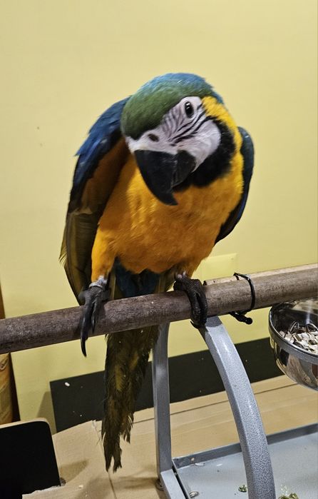 Arara Ararauna Macho Grande Porte  - 7  meses