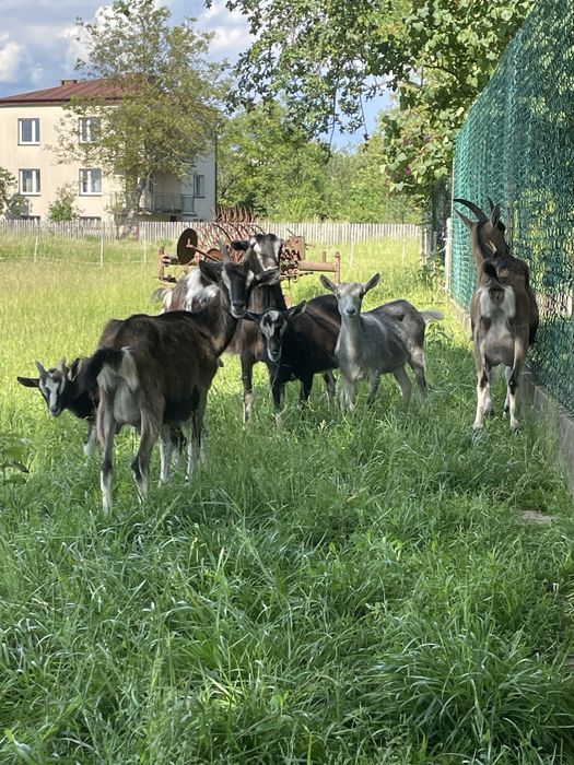 Koza do dalszej hodowli