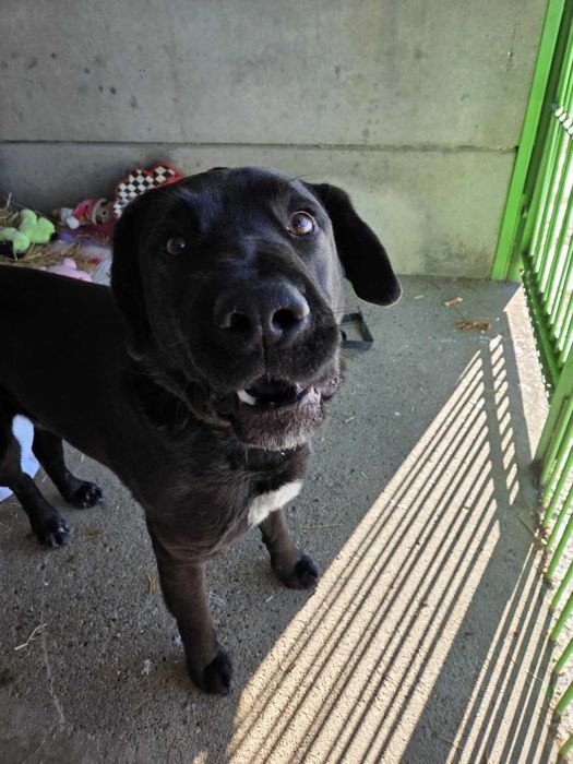 FIGARO - Schronisko dla Zwierząt w Ostródzie