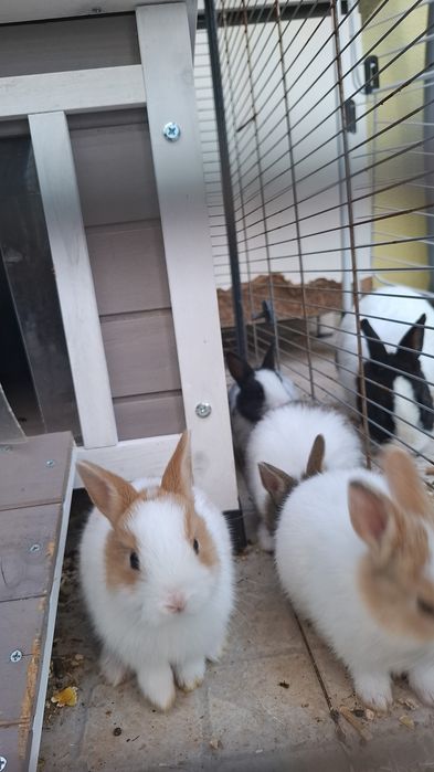 Vendo coelhinhos Anão Holandês