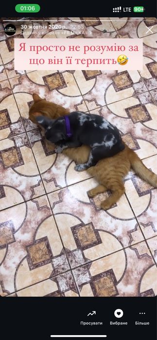 Перетримка - Готель для тваринок ! Зооготель Коломия