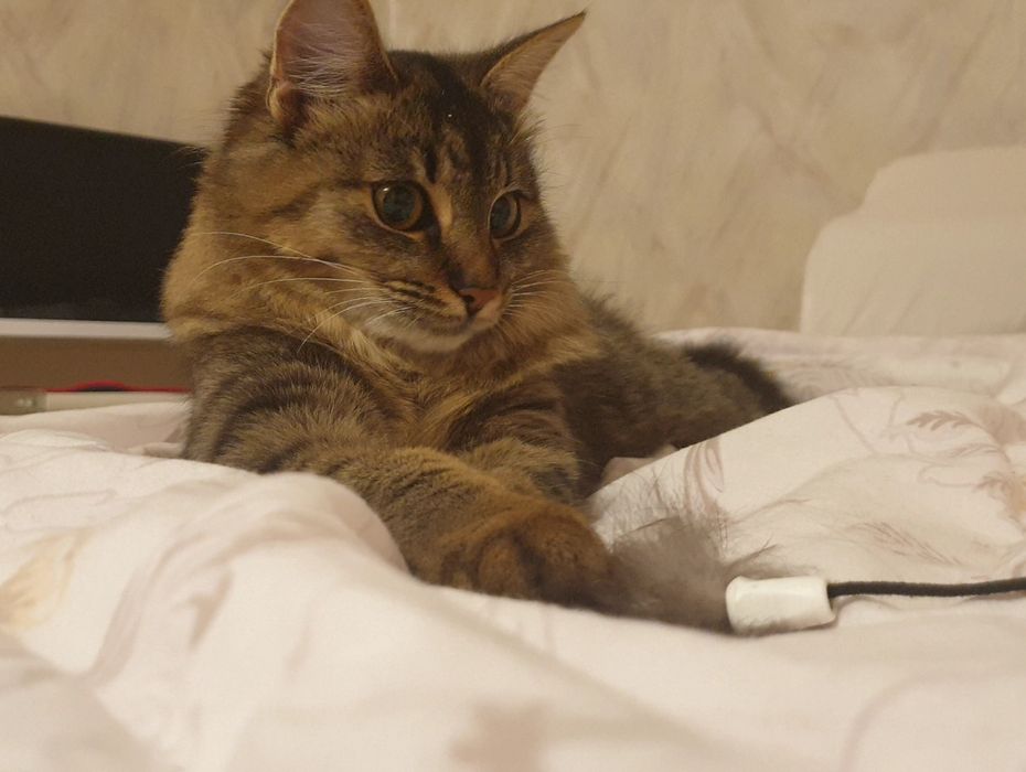 Перетримка Тварин,200/доба котик, котів/гризунів/собак