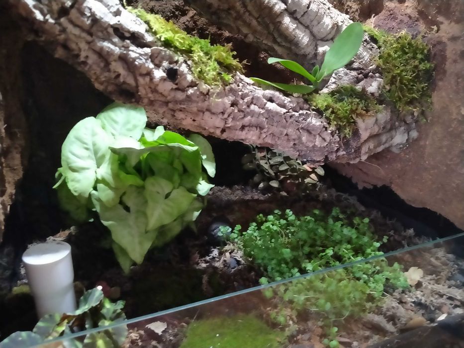 Wyjątkowe terrarium z witryny Fabrikör IKEA