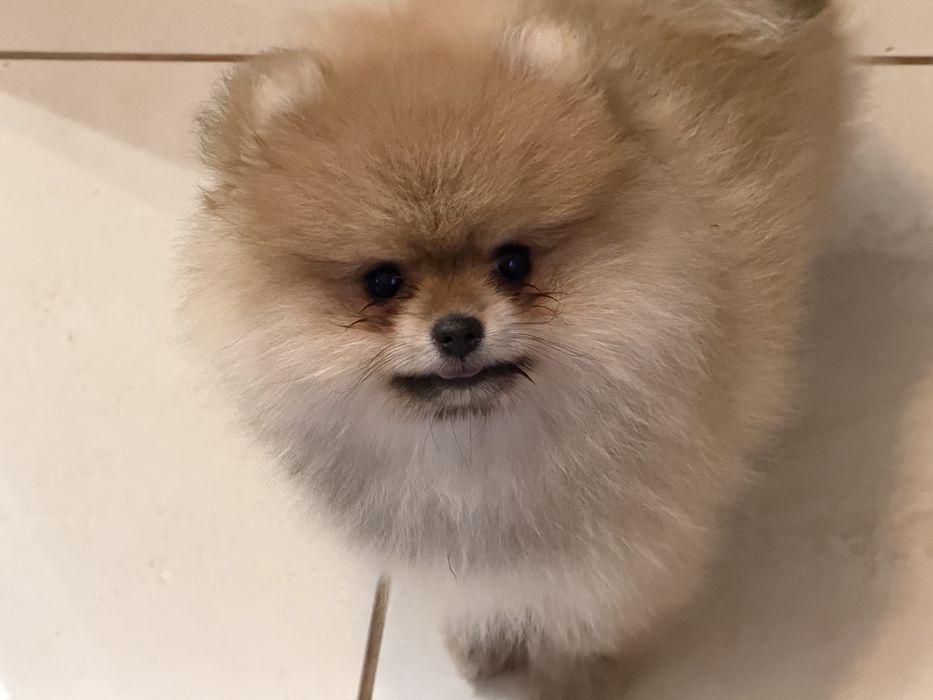 Szpic miniaturowy pomeranian  Mega mis FCI