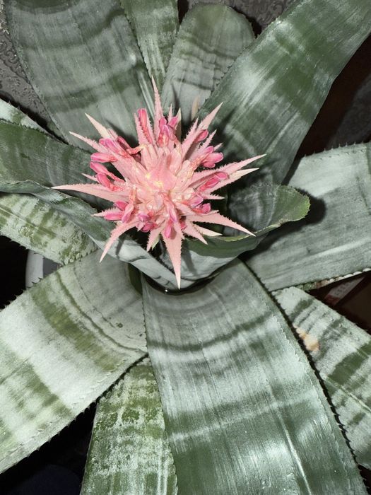 Ехмея смугаста/блискуча кімнатна рослина