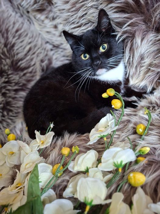 Luna szuka domku