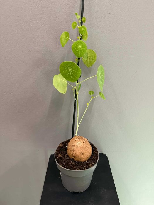 Stephania Erecta Kaudeks