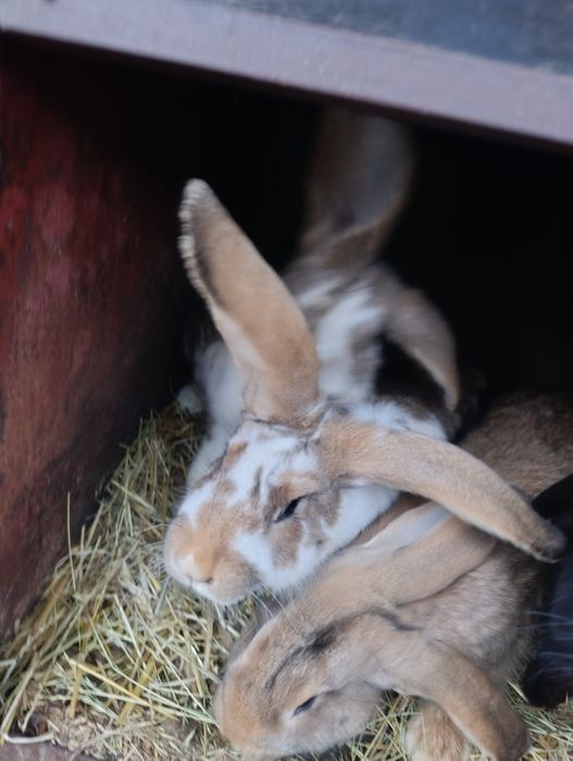 Sprzedam młode króliki