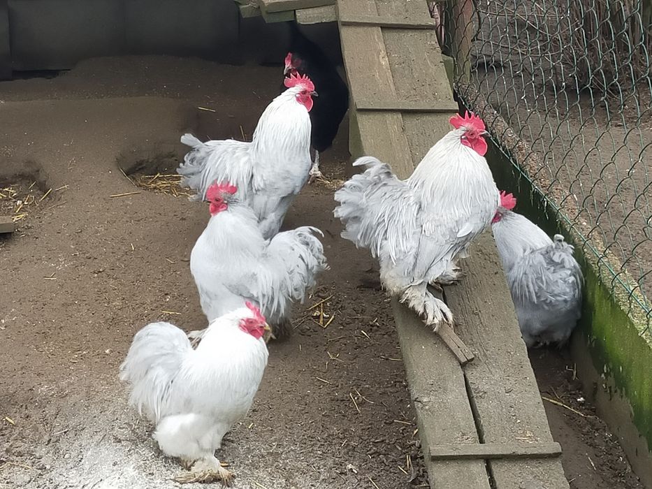 kochin miniaturowy koguty