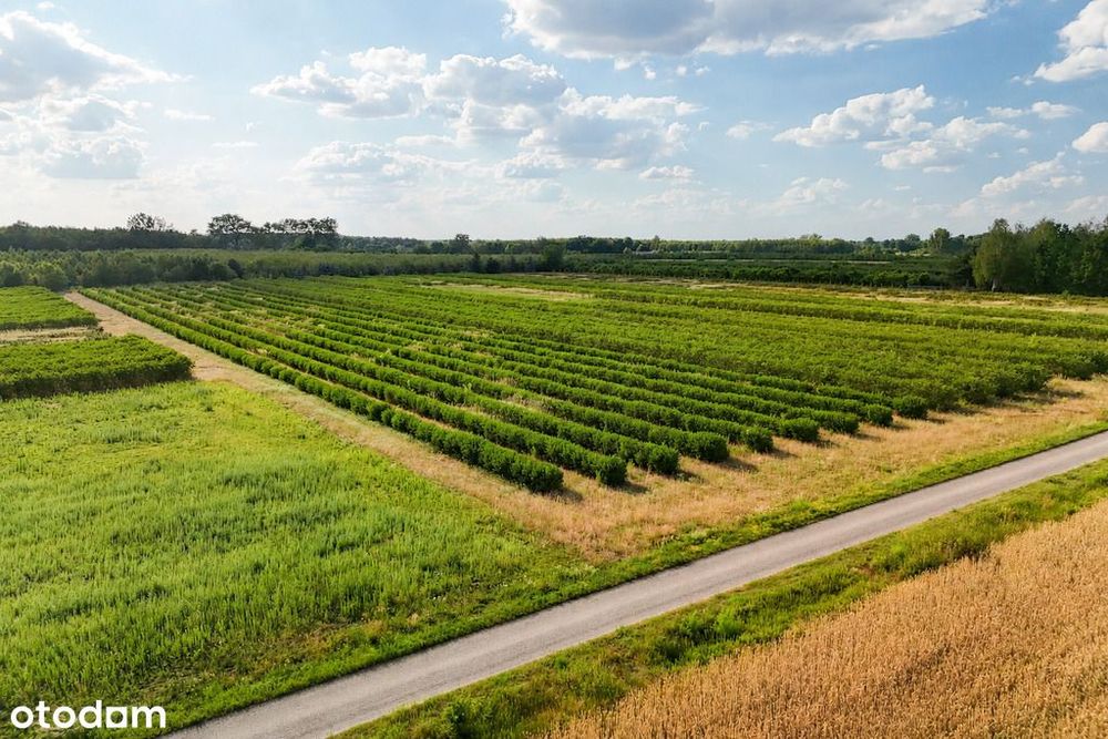 Przepiękna działka budowlana 5955 m² z WZ - OKAZJA! - Widok 2