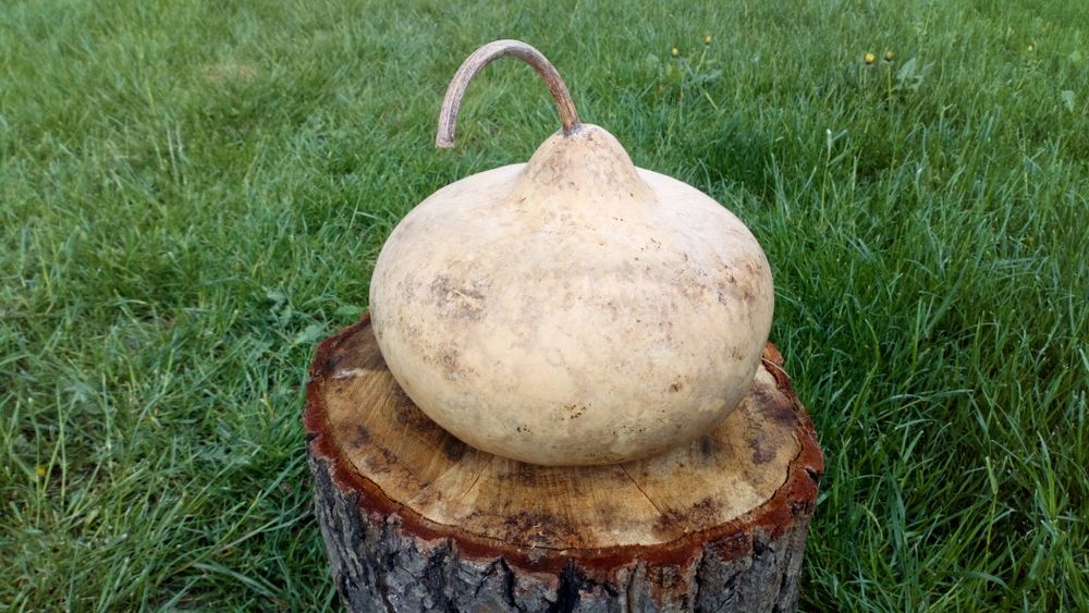 Tykwa Calabash odmiana Kettle Gourds, czajnik .