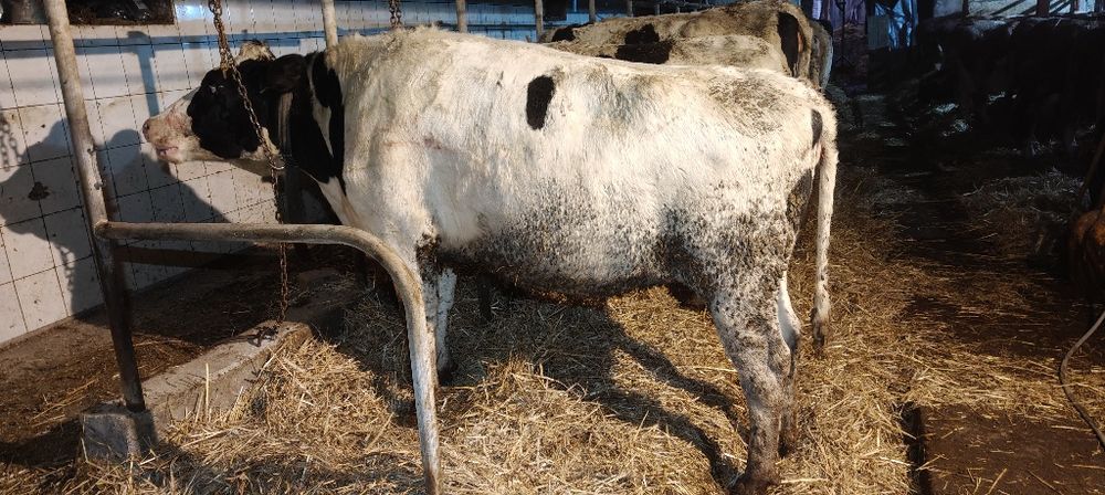 Jałówki wysokocielne, obora pod oceną