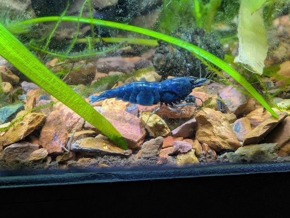 Camarões ornamentais Caridina Cantonensis Crystal Red Shrimp