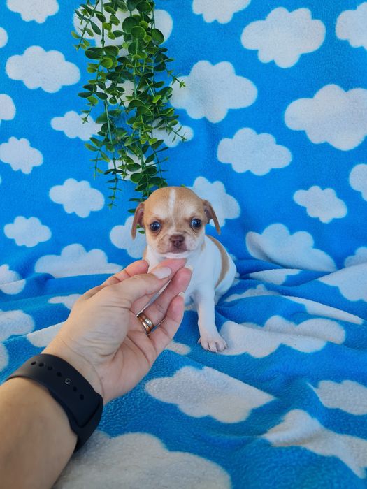 Estupendo menino mini Chihuahua Linhagem Russa de Qualidade