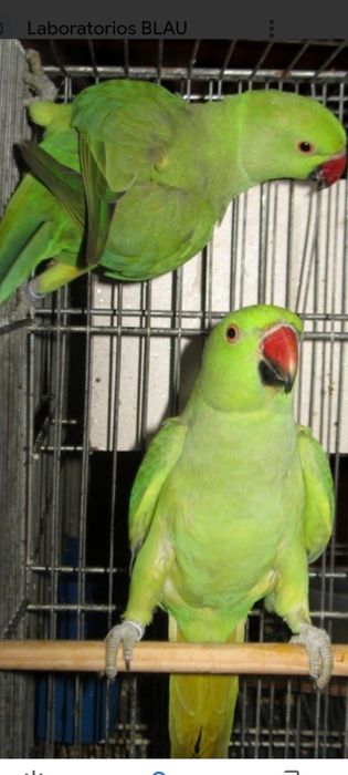 Ringneks aves de perfeita saúde maxos e fêmeas
