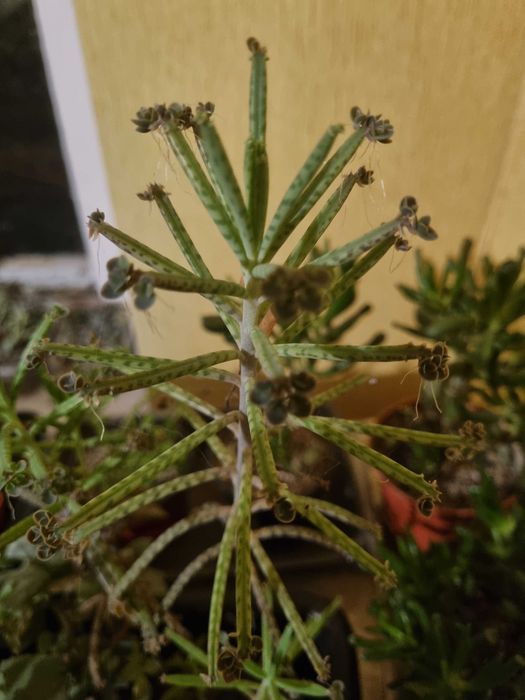 Суккуленты. Обмен на книги