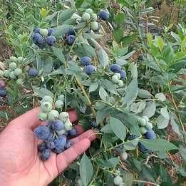 Plantas de mirtilos (mirtileiros)