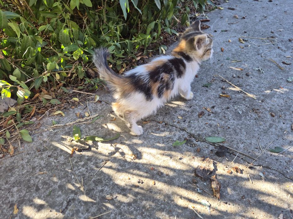 Котики безоплатно