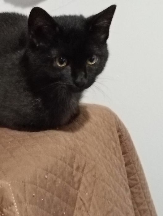 gatinha bebé para adoção responsável