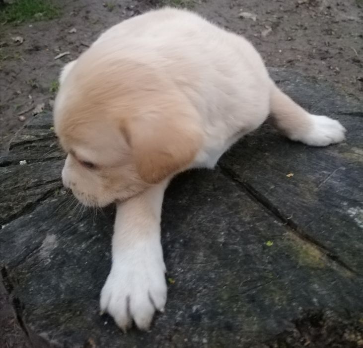 Дівчатка, метиси лабрадора.