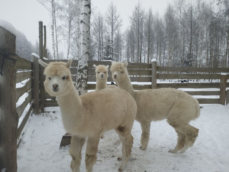 Alpaka , alpaki ,