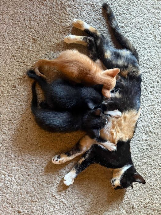 gatos bonitos e meiguinhos para dar