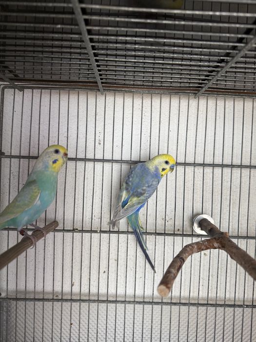 Casal de periquitos Arco Iris