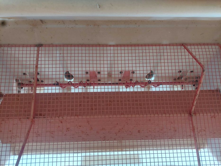 Abre regos Adubador Gaspardo