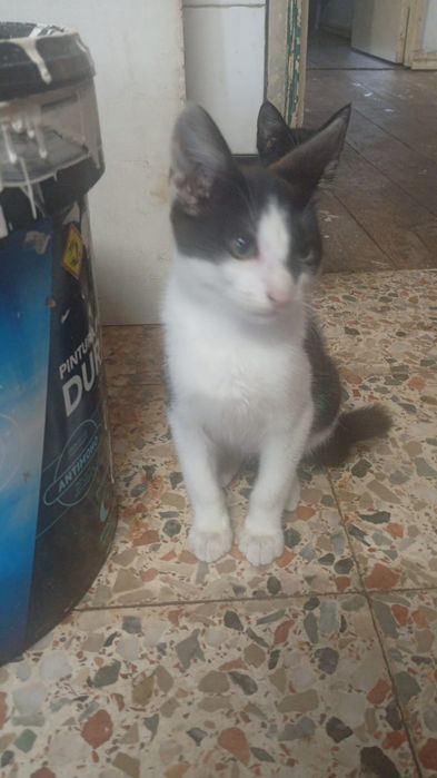 Doação de Gatinhos