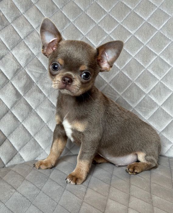 ‼️Лиловый мальчик чихуахуа Киев‼️