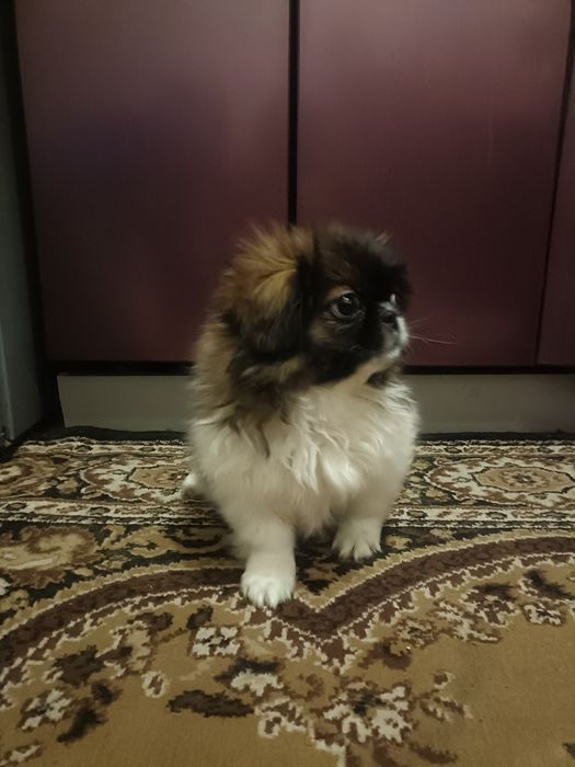 Королівський Пекінес