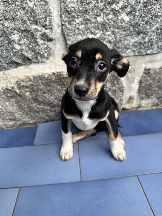 Cachorrinhos para Adoção