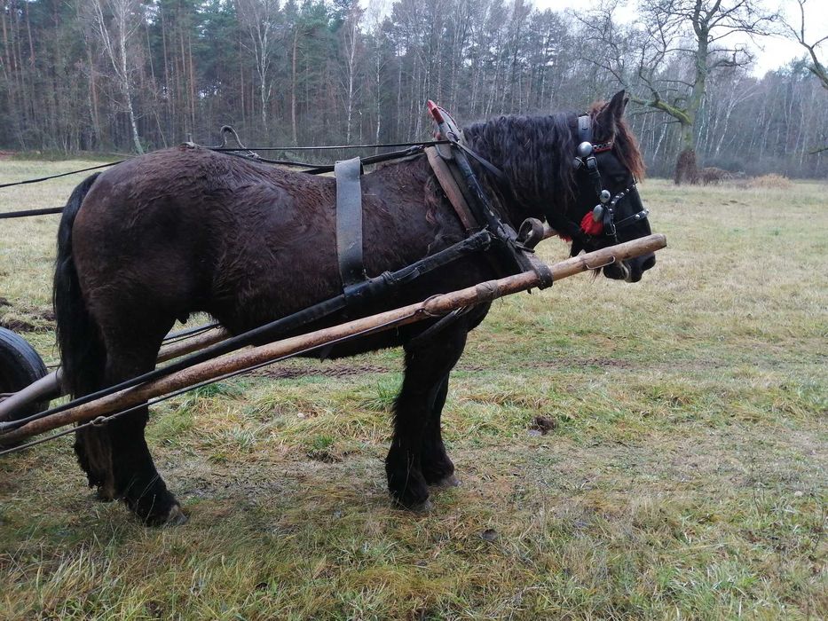 Sprzedam klacz karą 5 lat