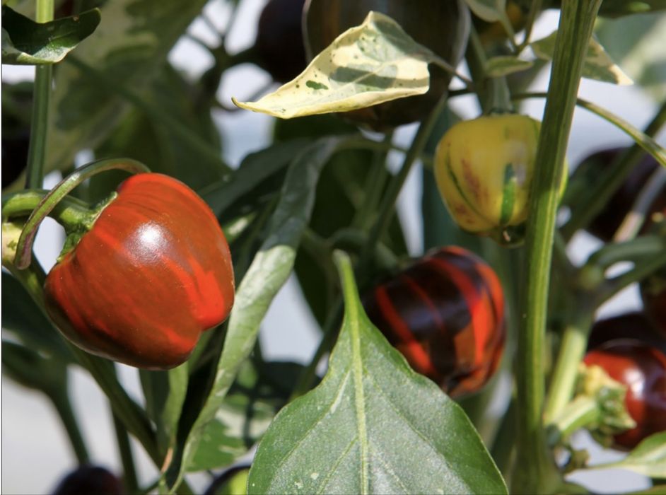 Насіння солодких перців