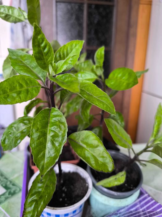 Джинуру листя бога