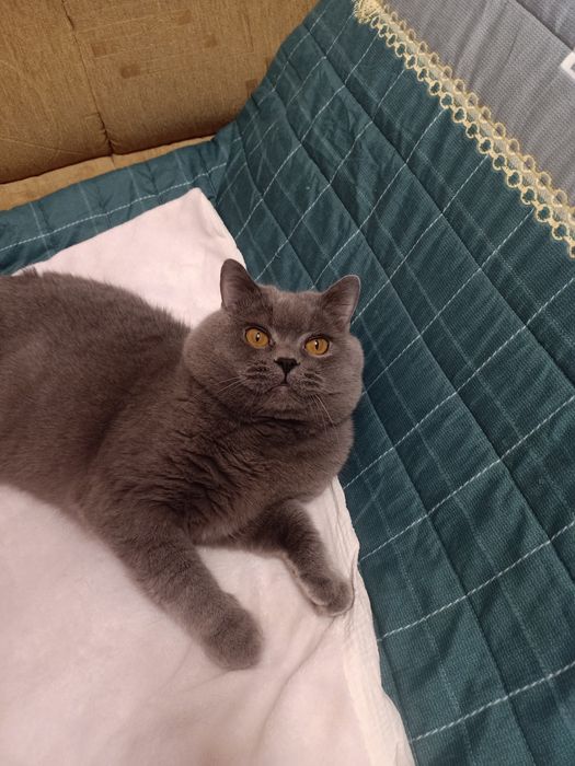 В'язка британського кота