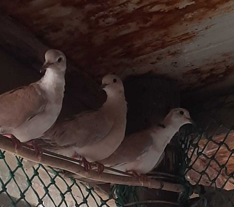 Vendo/Troco pombas brancas e rolas